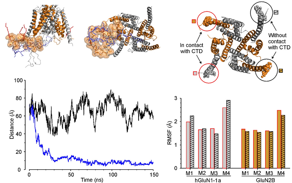Disease-associated nonsense and frame-shift variants resulting in the truncation of the GluN2A or GluN2B C-terminal domain decrease NMDAR surface expression and reduce potentiating effects of neurosteroids